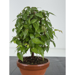 Zelkova serrata I-8164 vista 3