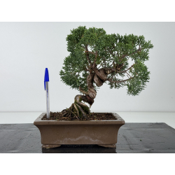 Juniperus chinensis kishu I-8165
