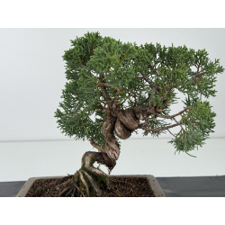 Juniperus chinensis kishu I-8165 vista 2