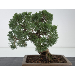 Juniperus chinensis kishu I-8165 vista 3