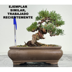 Juniperus chinensis kishu I-8165 vista 4