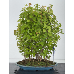 Acer buergerianum I-8166