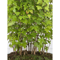 Acer buergerianum I-8166 vista 2