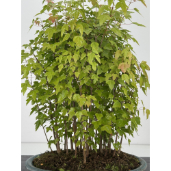 Acer buergerianum I-8166 vista 3