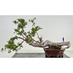 Juniperus sabina A01682
