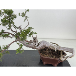 Juniperus sabina A01682 view 2