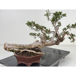 Juniperus sabina A01682 view 3