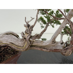 Juniperus sabina A01682 view 4