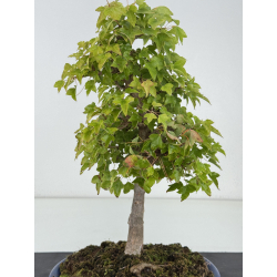 Acer buergerianum I-8167 view 2