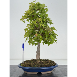 Acer buergerianum I-8167