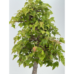Acer buergerianum I-8167 view 3