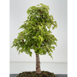 Acer buergerianum I-8167 view 4