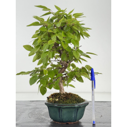 Carpinus turczaninovii  I-8168