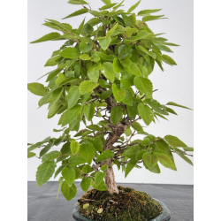 Carpinus turczaninovii  I-8168 view 2