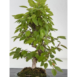 Carpinus turczaninovii  I-8168 view 3