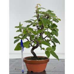 Pseudocydonia sinensis I-8169