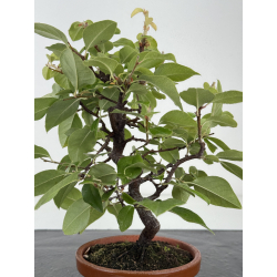 Pseudocydonia sinensis I-8169 view 3