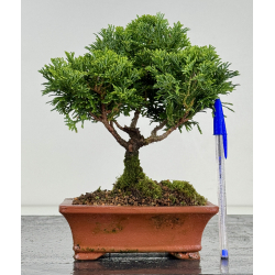 Chamaecyparis obtusa -hinoki- I-8170