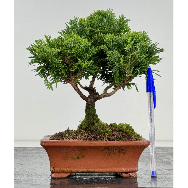 Chamaecyparis obtusa -hinoki- I-8170