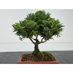 Chamaecyparis obtusa -hinoki- I-8170 view 2
