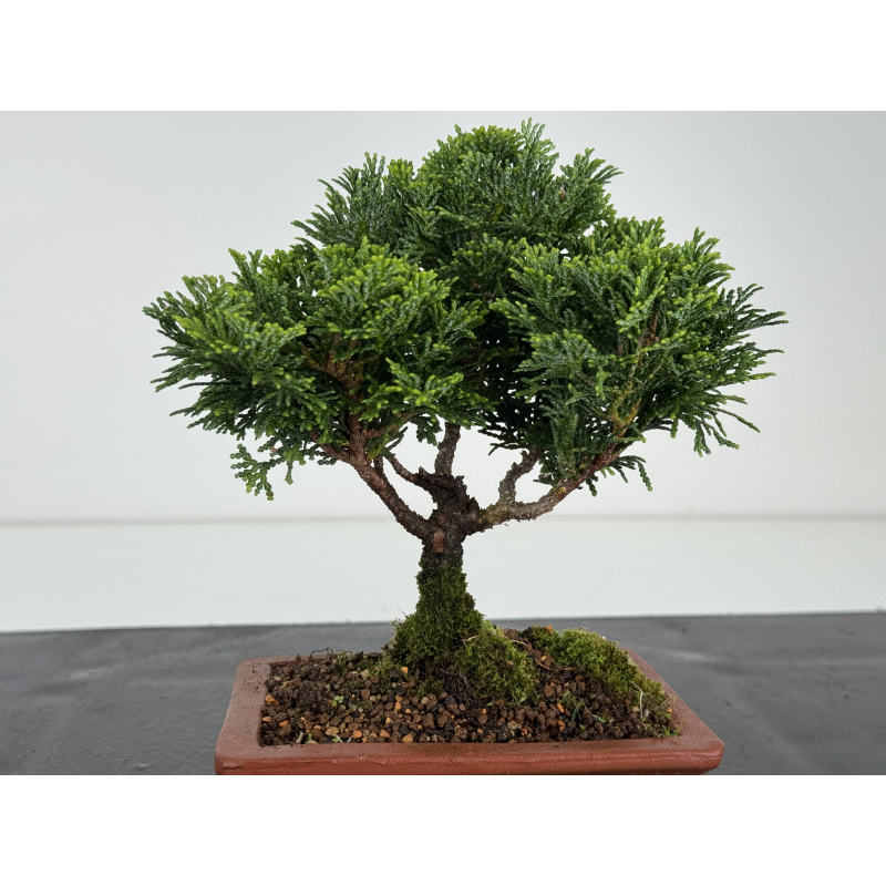 bonsai tea tree Fukien Tea Bonsai Tree main image 1