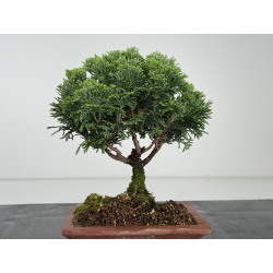 Chamaecyparis obtusa -hinoki- I-8170 view 3