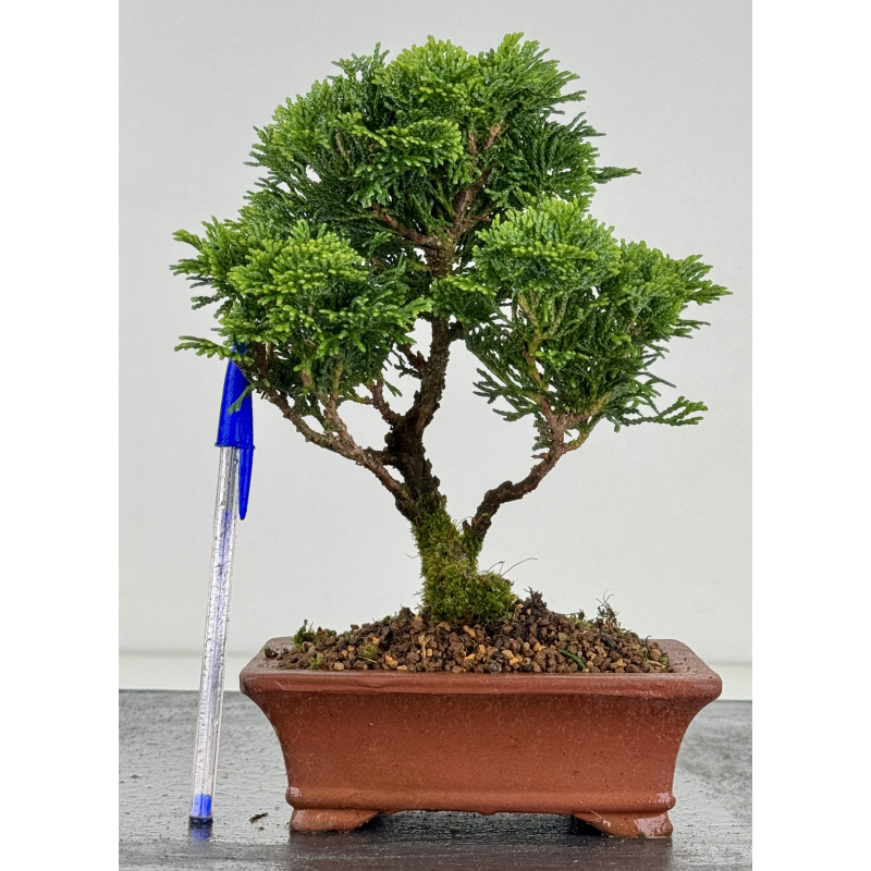 Chamaecyparis obtusa -hinoki- I-8171
