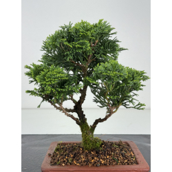 Chamaecyparis obtusa -hinoki- I-8171 view 2