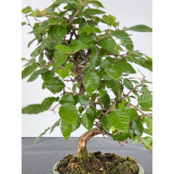 Carpinus turczaninovii  I-8172 view 2