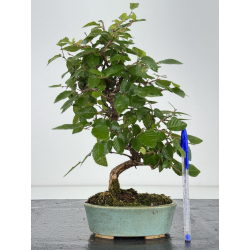 Carpinus turczaninovii  I-8172