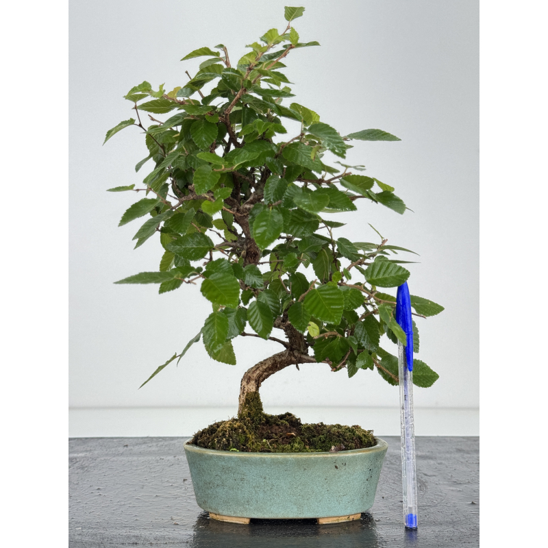 Carpinus turczaninovii  I-8172