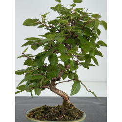 Carpinus turczaninovii  I-8172 view 3