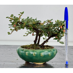 Cotoneaster I-8172B