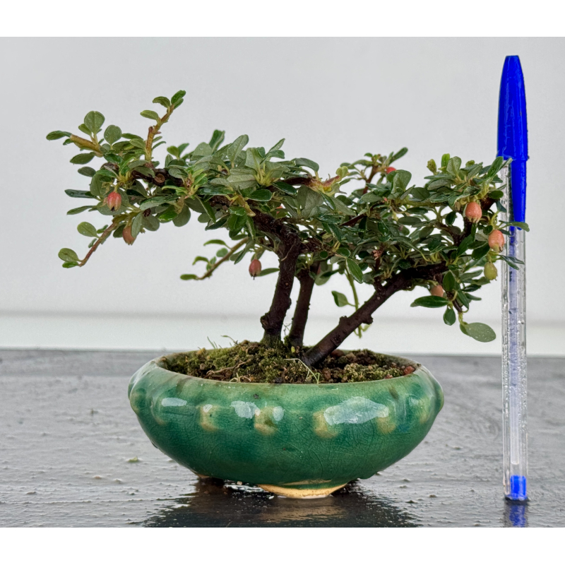 Cotoneaster I-8172B Cotoneaster I-8172B