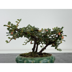 Cotoneaster I-8172B vista 2