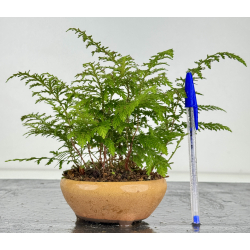 Japanese fern I-8173