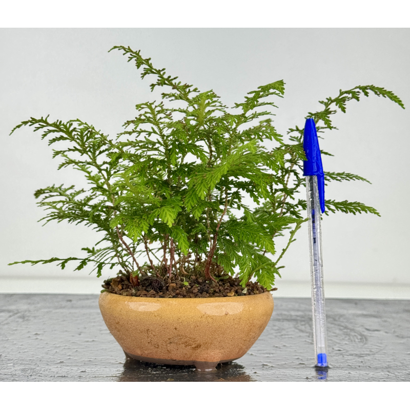Japanese fern I-8173