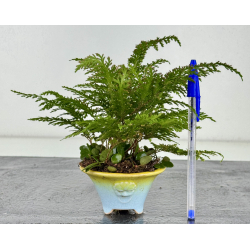 Japanese fern + pirrosia I-8174