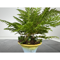 Japanese fern + pirrosia I-8174 view 2