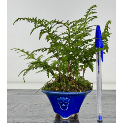 Japanese fern + pirrosia I-8175