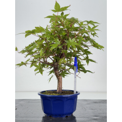 Acer palmatum deshojo I-8176