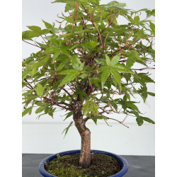Acer palmatum deshojo I-8176 view 2