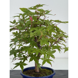 Acer palmatum deshojo I-8176 view 3