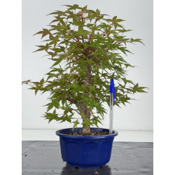 Acer palmatum deshojo I-8177