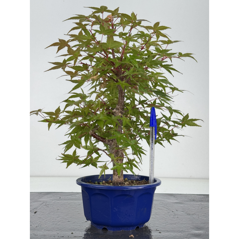 Acer palmatum deshojo I-8177 Acer palmatum deshojo I-8177