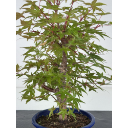 Acer palmatum deshojo I-8177 view 2