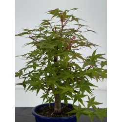 Acer palmatum deshojo I-8177 view 3