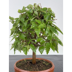Zelkova serrata I-8178 vista 2