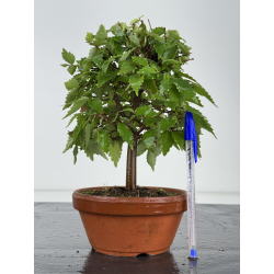 Zelkova serrata I-8178