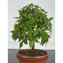 Zelkova serrata I-8178 vista 3